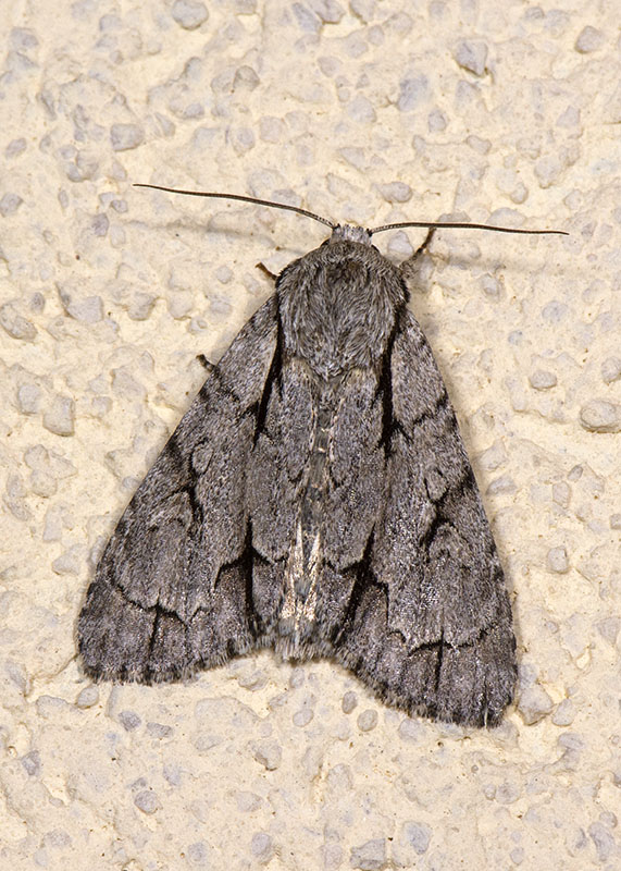 Acronicta (Triaena) psi o tridens, Noctuidae